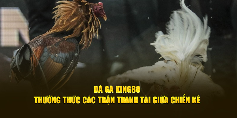 da-ga-king88-thuong-thuc-cac-tran-tranh-tai-giua-chien-ke