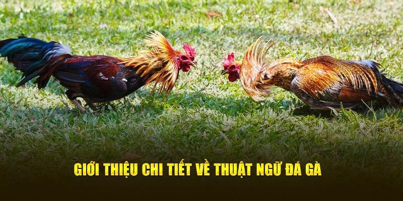 Giới thiệu chi tiết về thuật ngữ đá gà